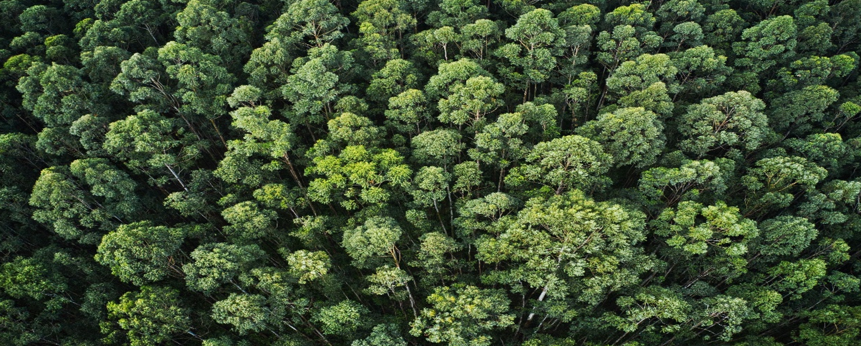 Bosque sostenibilidad. Envases de plástico sostenible